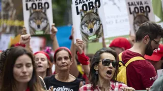 Entidades animalistas denuncian el "grave" retroceso del lobo al ser objeto de caza: "El Congreso nos ha traicionado"