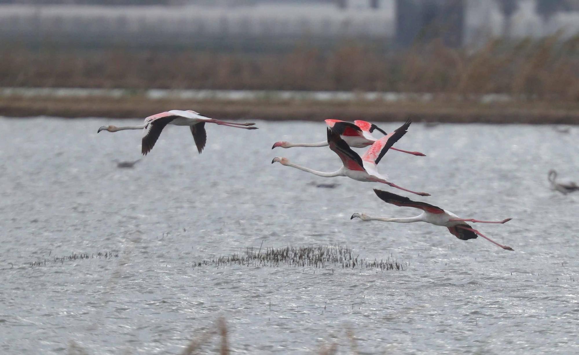 L'Albufera a rebosar de flamencos