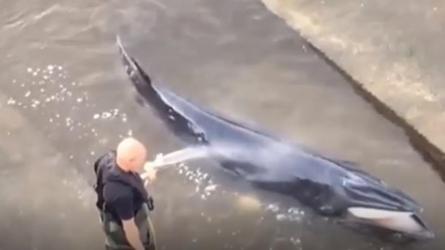 Rescatan a una ballena varada en el río Támesis