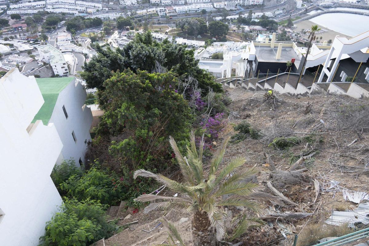 Vista general de la maleza