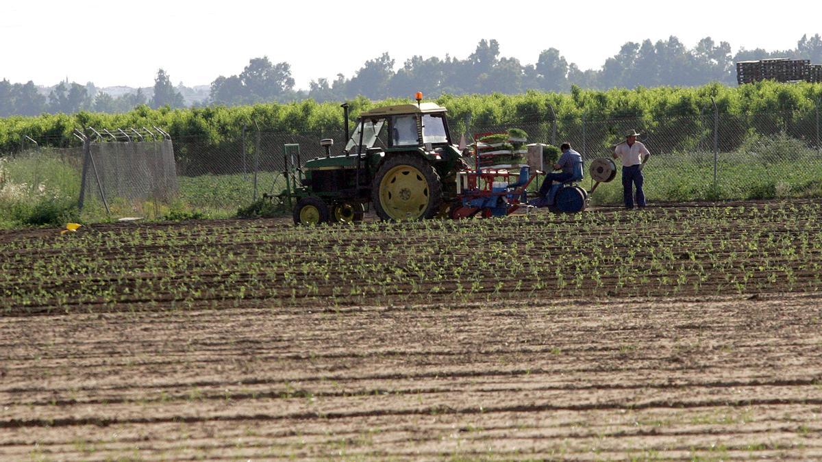 Agricultores trabajando en una zona de cultivos de Montijo.