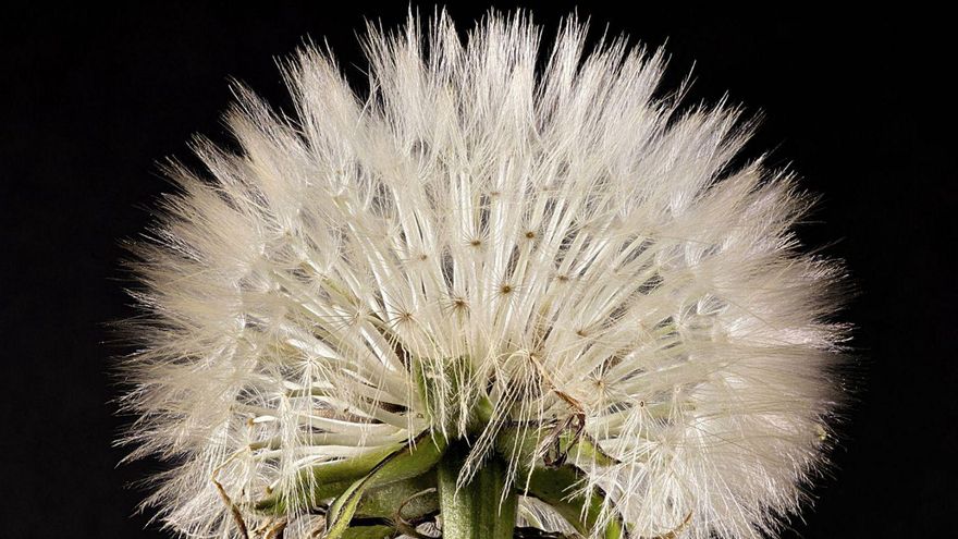 Detalle de la planta conocida como diente de león.