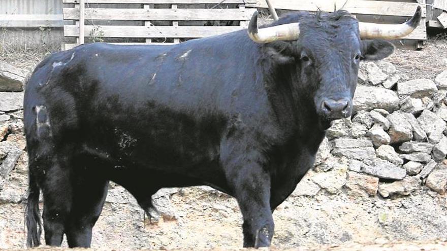 El año taurino provincial arrancará en Veo con un cerril de Mur Fortanet