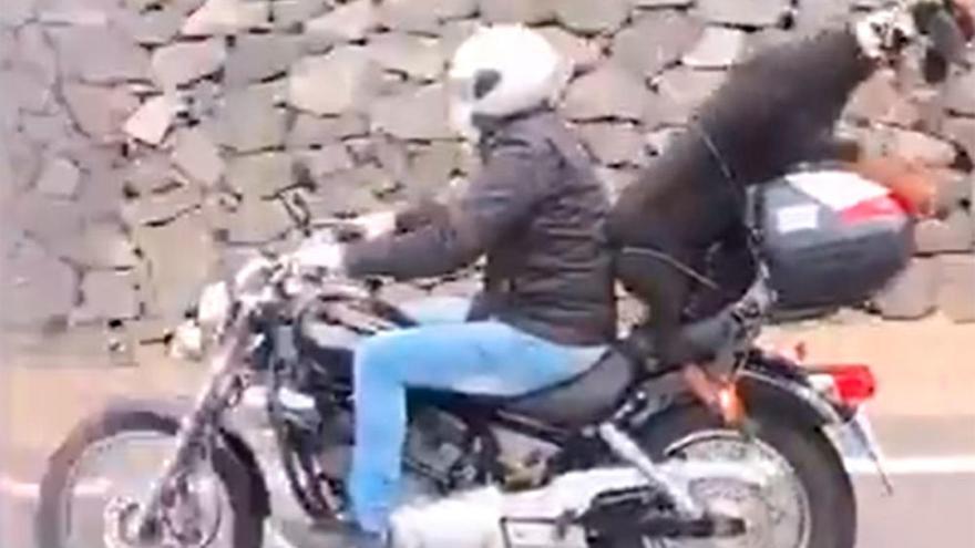 Viral |  Circula en moto con una cabra de copiloto