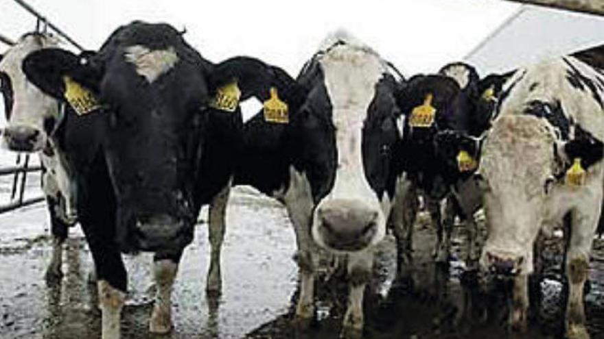 Un bulo de wasap alerta de siete muertes por el &#039;mal de las vacas locas&#039; en Canarias