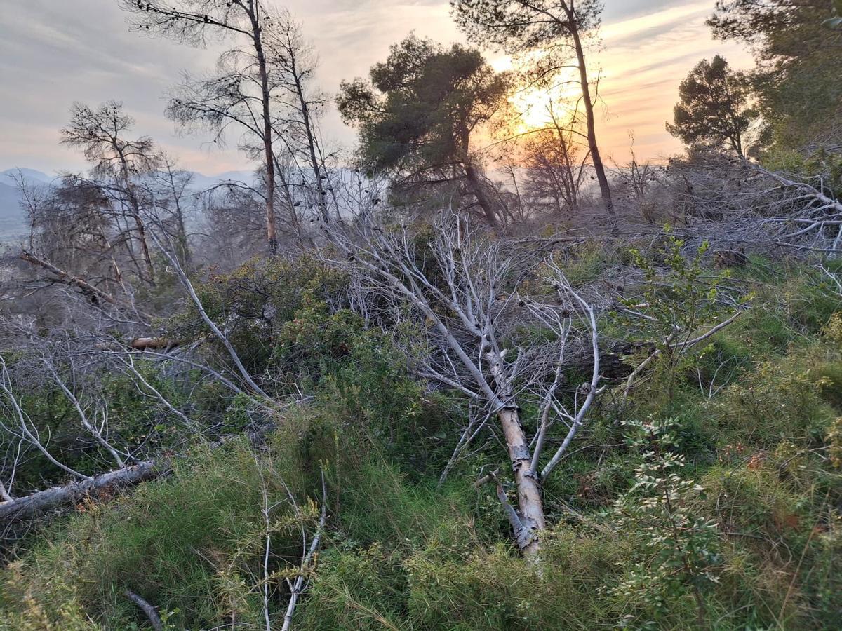 Pinos muertos derribados por los vendavales del invierno