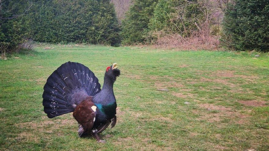El urogallo está en vías de recuperación en Aragón.