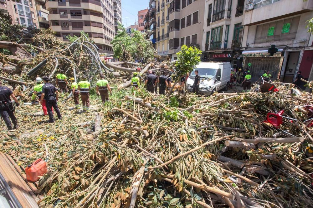 Cae parte del ficus de Santo Domingo en Murcia