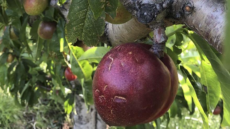 Una granizada en Bélgida daña la fruta de verano