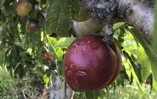 El granizo causa estragos en el campo: 8.700 hectáreas de cultivos golpeados en la Vall d'Albaida