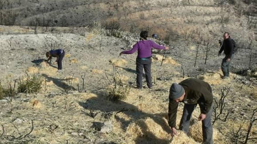 Los trabajos de campo en la zona quemada están a cargo de un equipo de la UMH.
