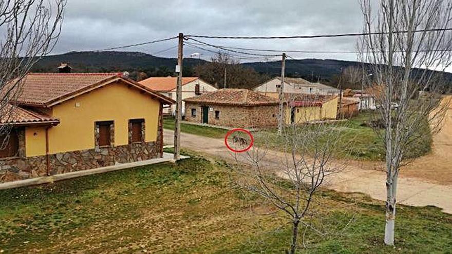 El lobo (rodeado para su localización) pasea por el asfalto en Litos.