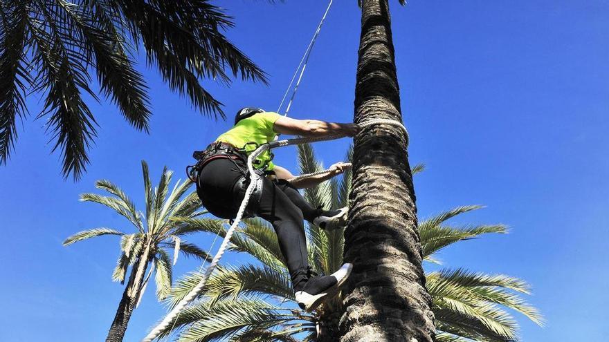 Cosmética, recetas, empleo, juegos y trepa en la Fiesta del Palmeral de Elche