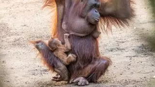 Nace un orangután de Borneo en España: un momento clave para una especie en peligro crítico