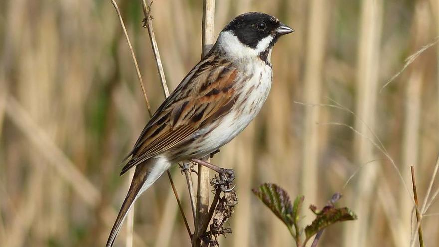 El &#039;hortolà de canyet&#039; se ha establecido en el humedal.