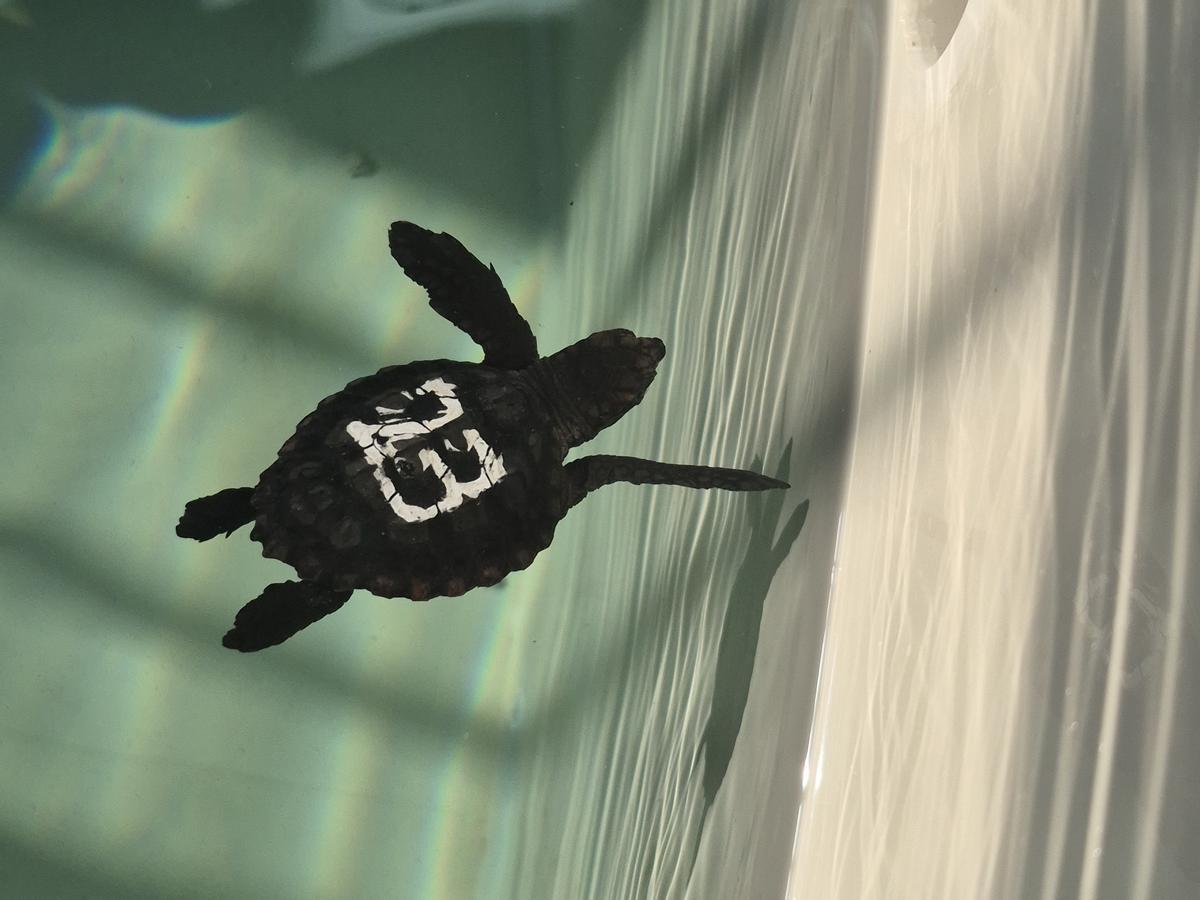 CRAMATortugas2025 3Una de las tortugas bobas.