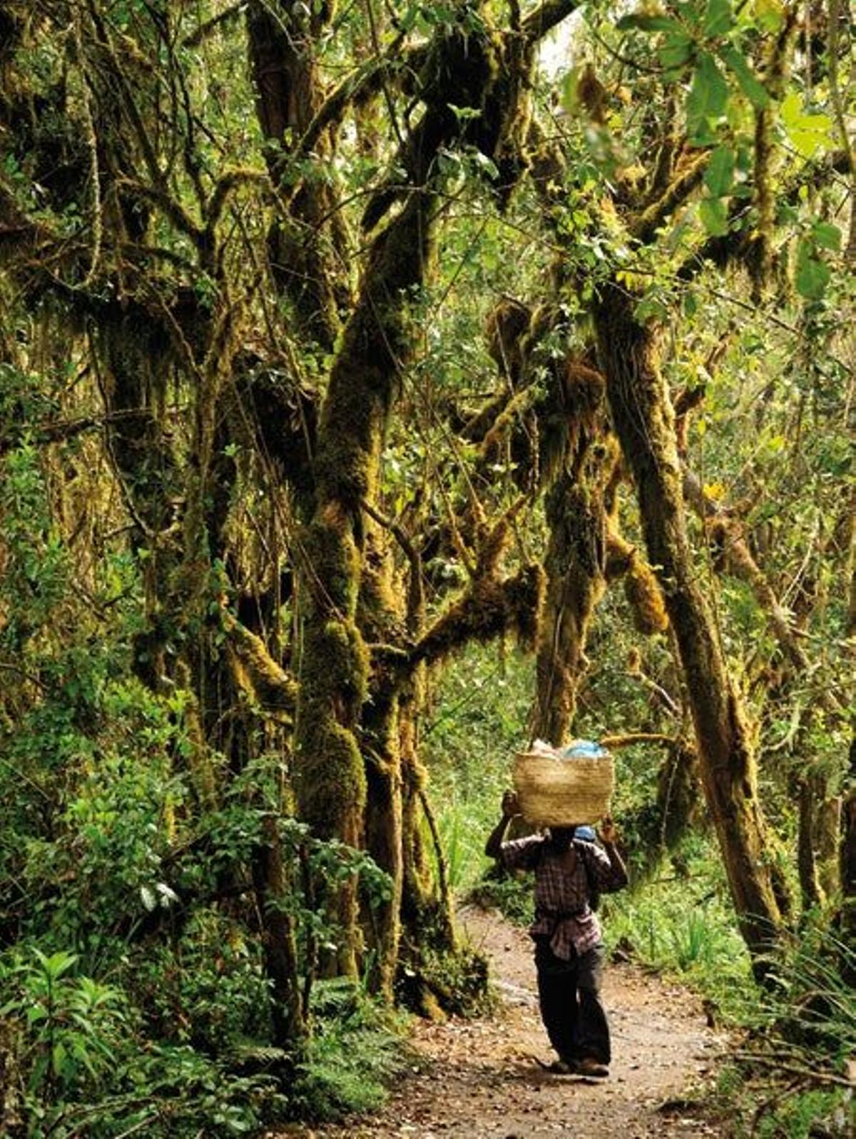 Selva y bosque lluvioso en la zona baja de la ascensión.