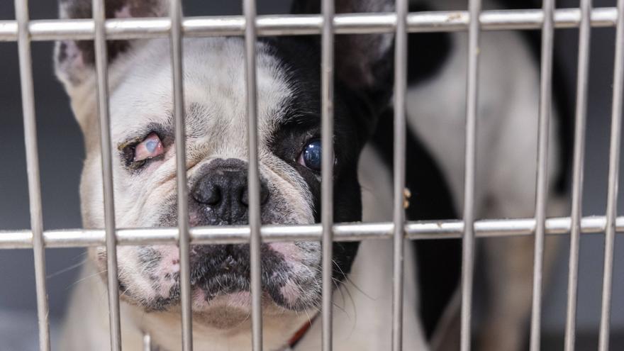 SOS de las protectoras por el &quot;brutal&quot; abandono de mascotas en verano