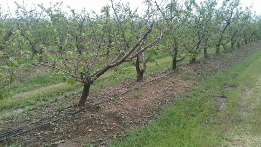 Agricultura estudia los daños causados por las últimas tormentas en Extremadura