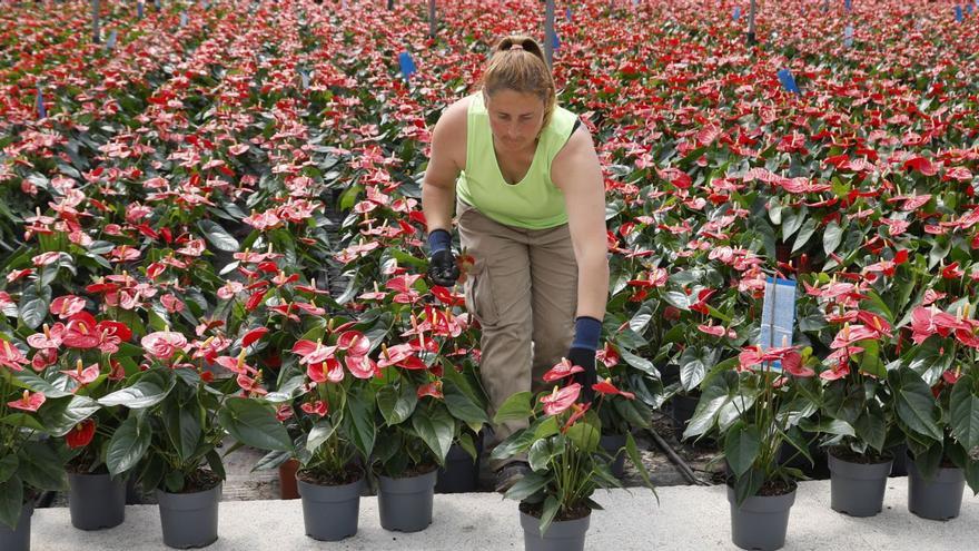 Cincuenta mil “te quiero, mamá” con plantas made in Galicia