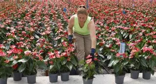 Cincuenta mil “te quiero, mamá” con plantas de la tierra gallega