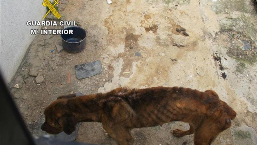 La Guardia Civil investiga a un vecino de Piedras Albas por maltrato animal