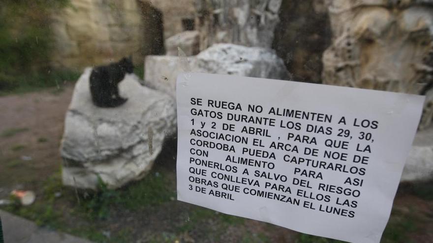 El Arca de Noé pide que no se alimente a los gatos del templo romano