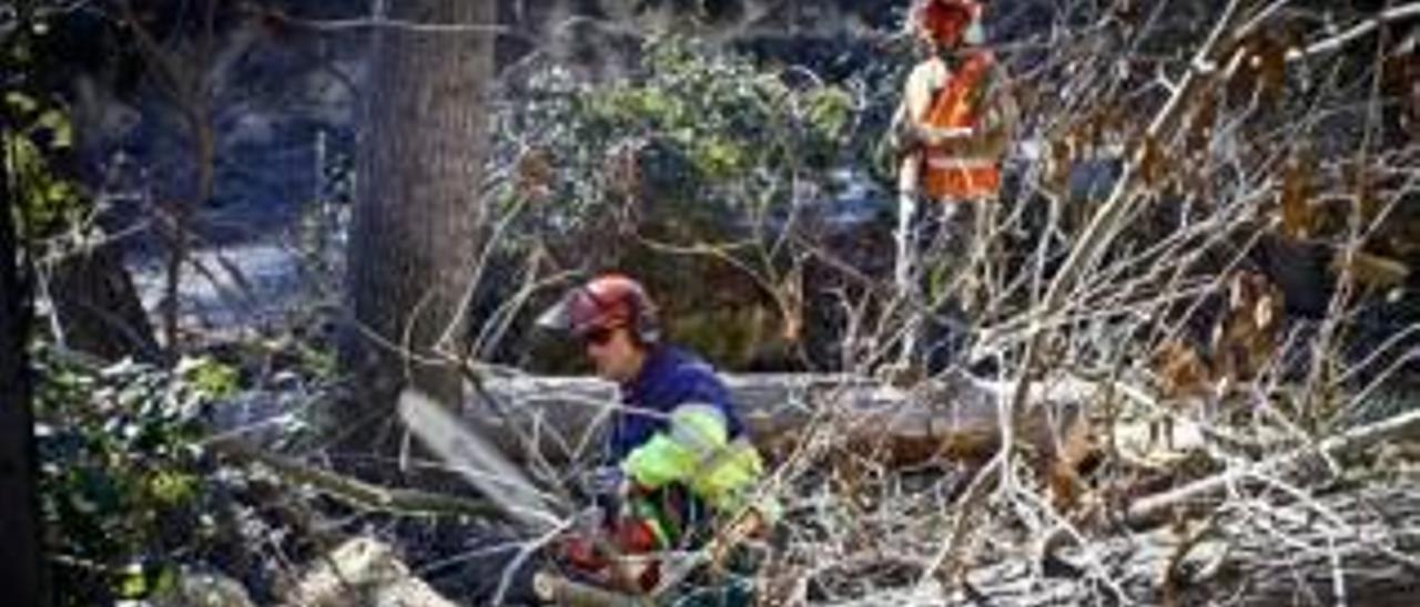 Medio Ambiente rechaza la política de cortafuegos y alarma al sector forestal