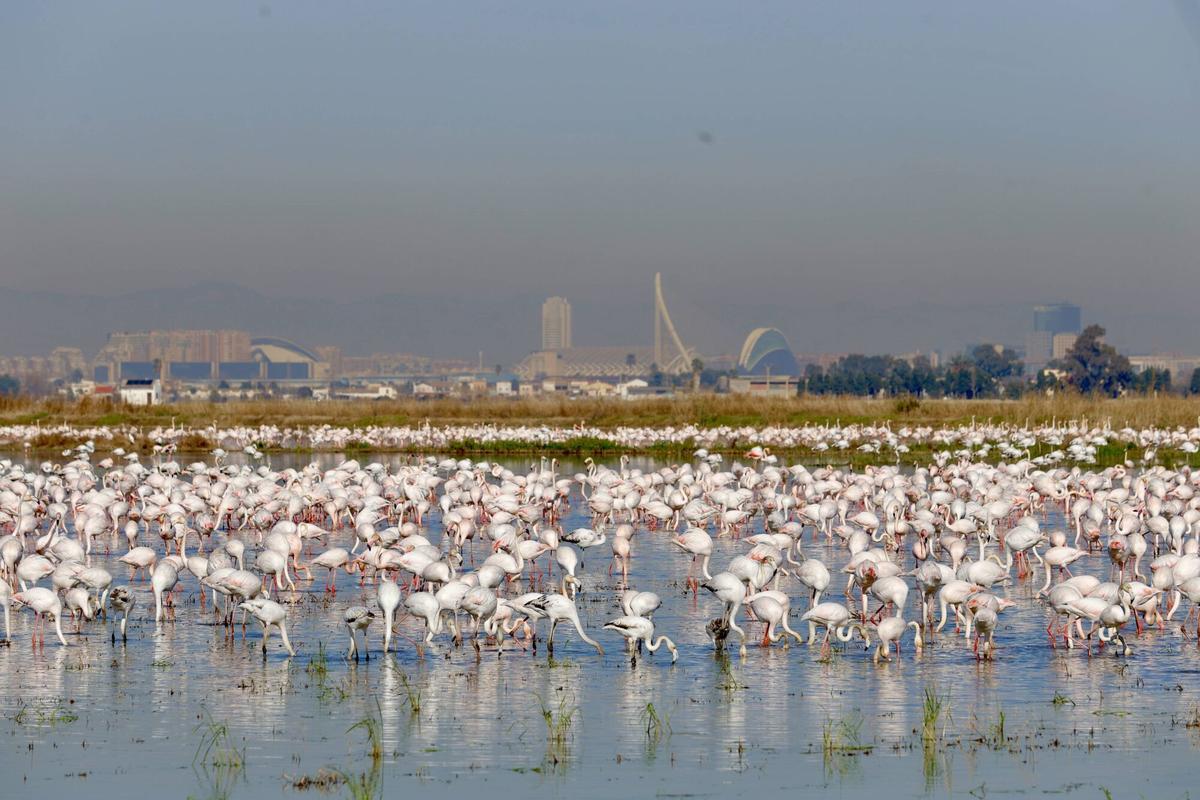 Valencia. Arrozales del parque natural de l? Albufera. La boina de polución de la ciudad es muy visible,. Los flamencos acuden en busca de un lugar donde comer y descansar en su travesía hacia el norte de África . VLC. PARQUE NATURAL DE L'ALBUFERA . ANIMALES FLAMENCOS