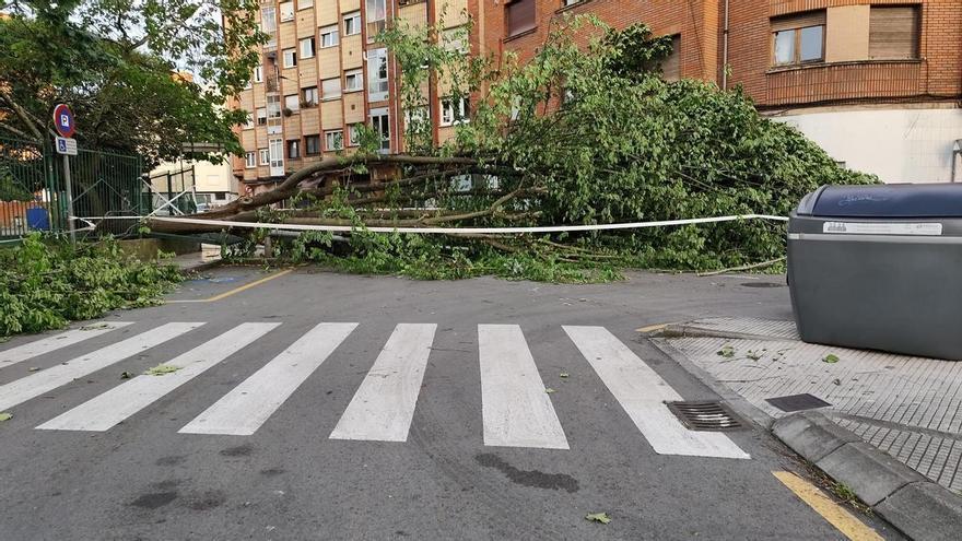 Un árbol de grandes dimensiones, al lado de un colegio de Gijón, caer por el viento y obliga a cortar la calle