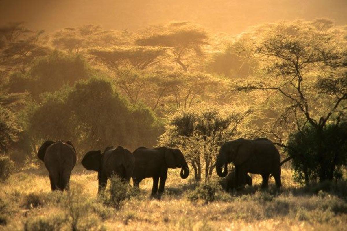 Las manadas de elefantes proporcionan espectáculos únicos en la sabana africana.