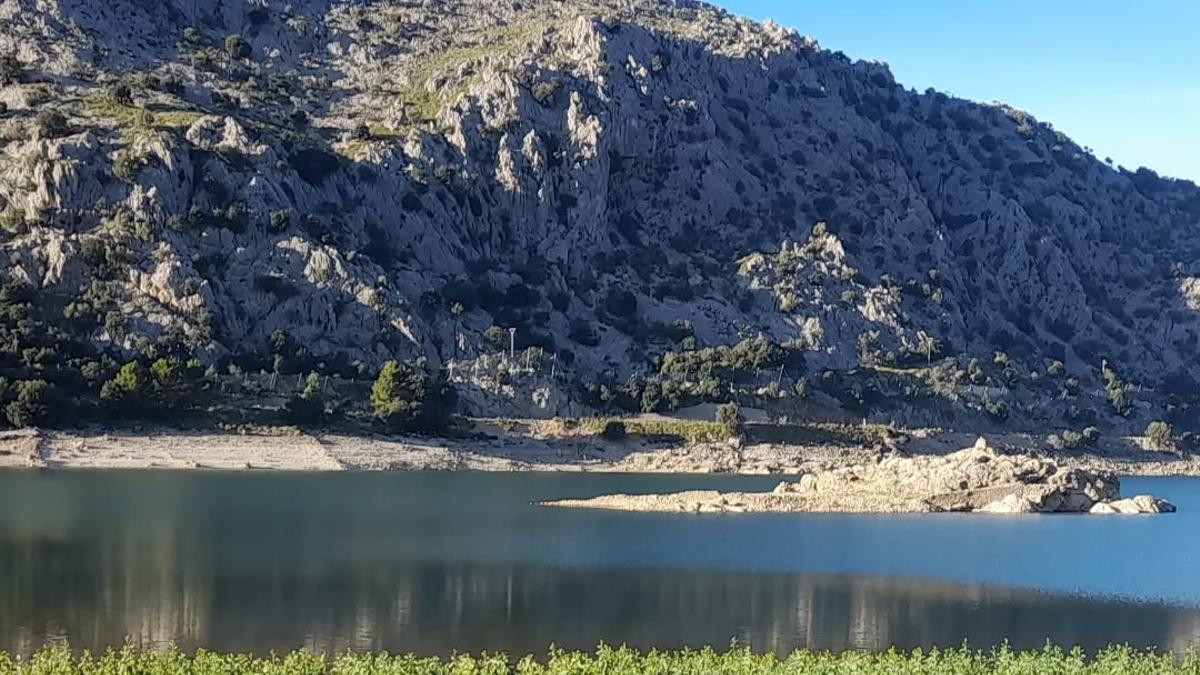 Imagen de la extensa colonia de la planta invasora que ha crecido junto al embalse.