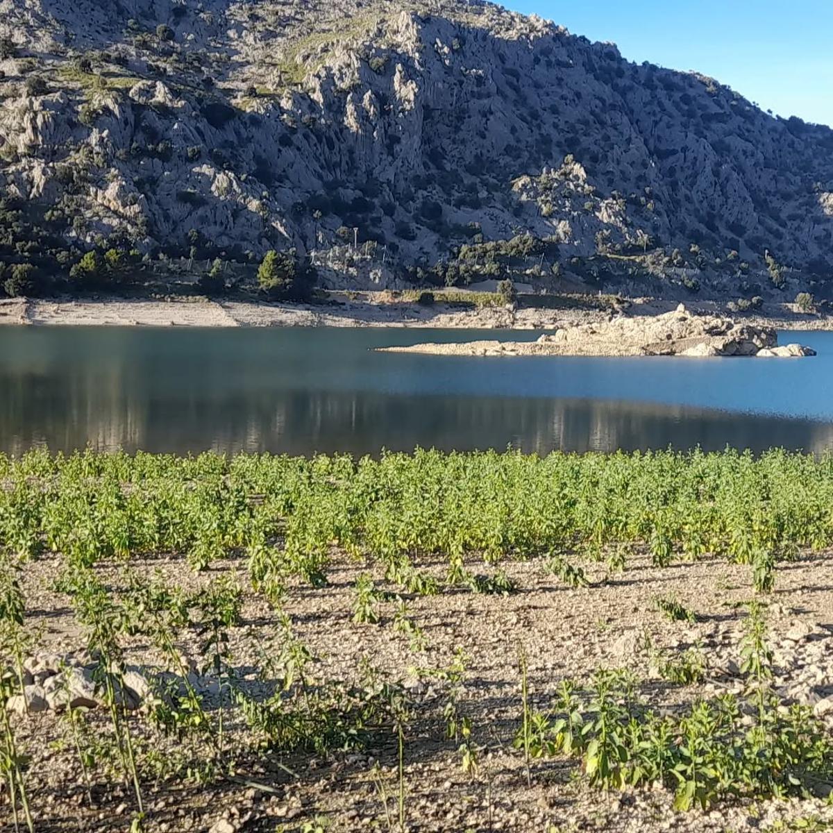 Otra imagen de la extensa colonia de la planta invasora que ha crecido junto al embalse.