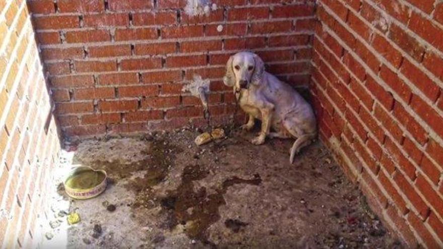 Ratifican la condena de 18 meses de cárcel al dueño de la &#039;Finca de los Horrores&#039; por maltratar a 55 perros