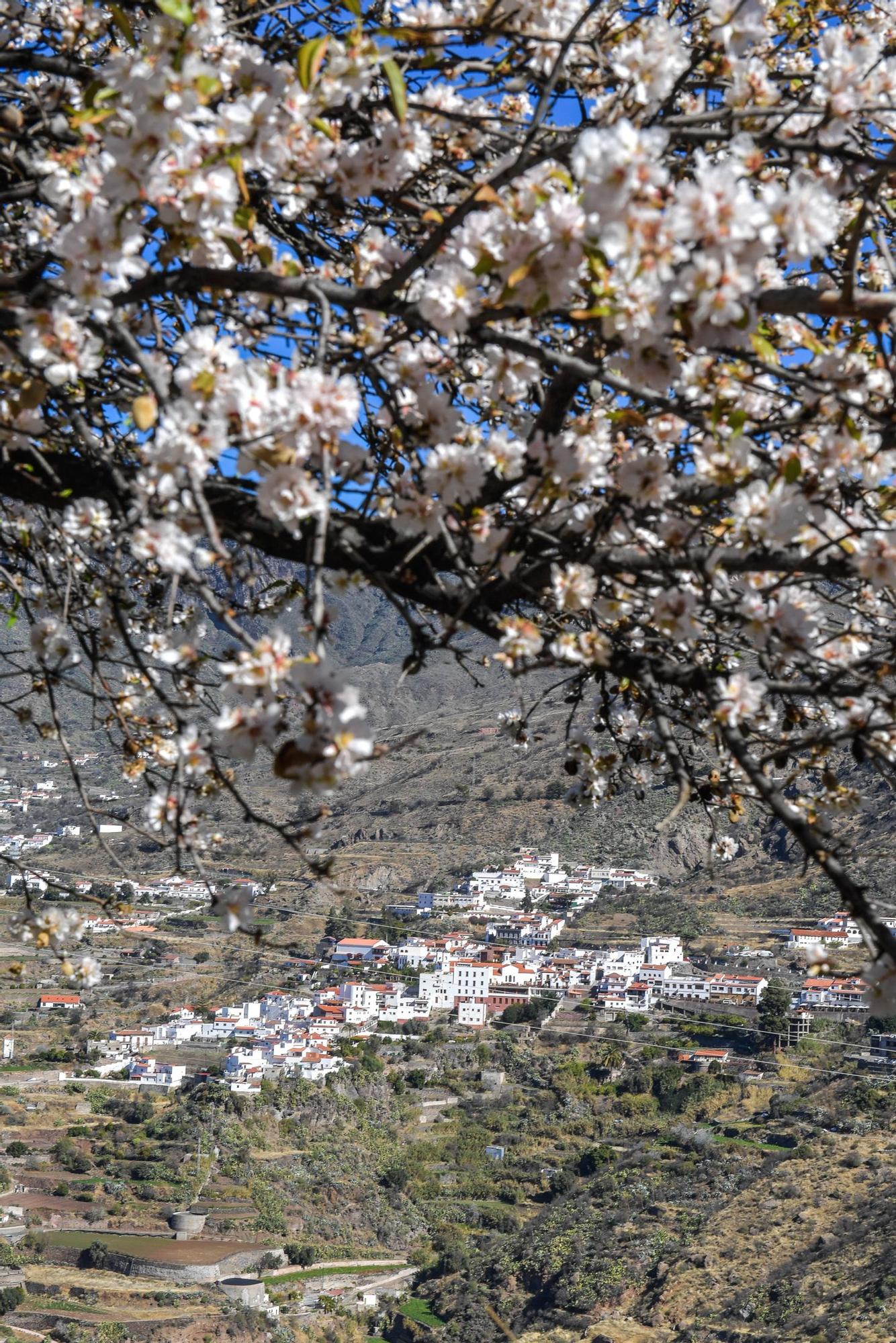 Almendros en flor en Tejeda