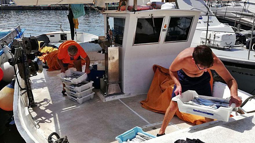 Una embarcación descargando su captura de ´llampugues´ en el puerto de Cala Rajada.