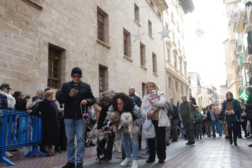 Palma celebra sus primeras 'beneïdes' sin animales exóticos por la Ley de Bienestar Animal