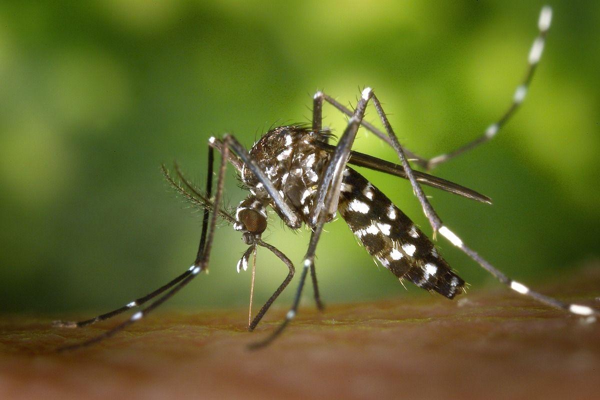 La pròxima pandèmia pot estar causada pels mosquits, segons l’OMS La pròxima pandèmia pot estar causada pels mosquits, segons l’OMS