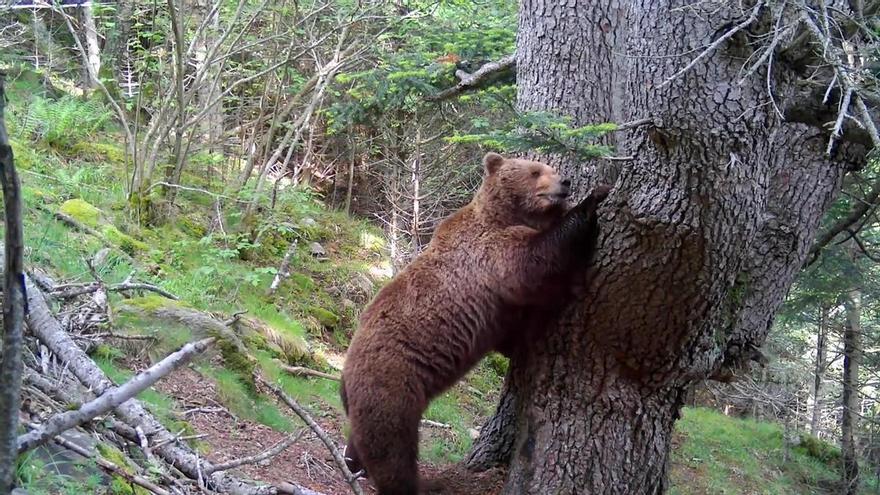 Nuevo récord de osos en los Pirineos: &quot;Cada vez saldrán más noticias y habrá más encuentros&quot;