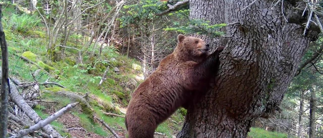 41 osos pardos habitan en el Pirineo catalán