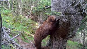 41 osos pardos habitan en el Pirineo catalán