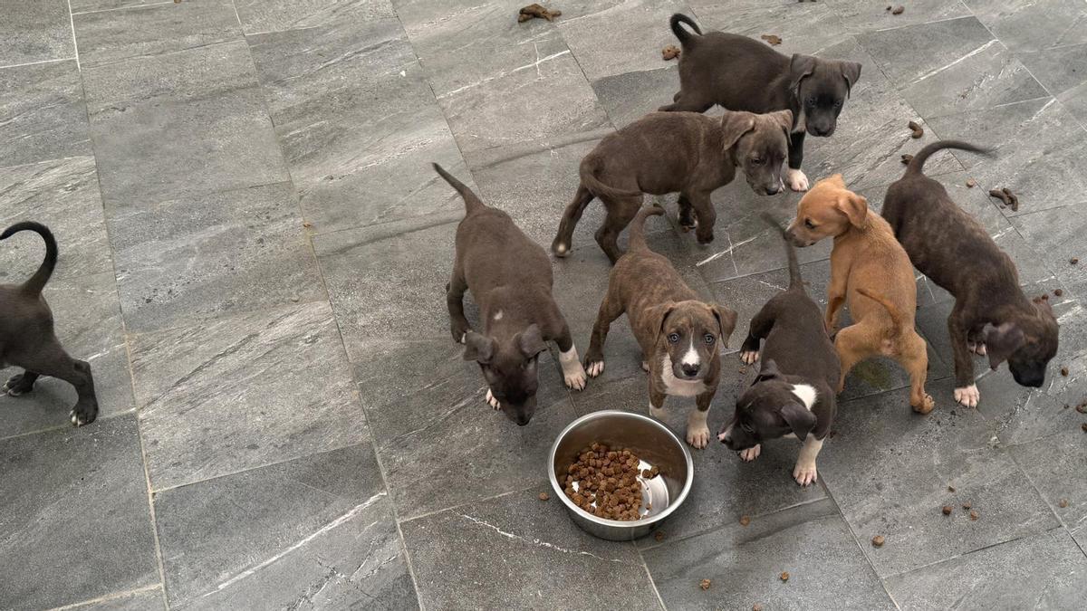 Una empresa gallega gana el concurso para gestionar el albergue de animales de Mieres