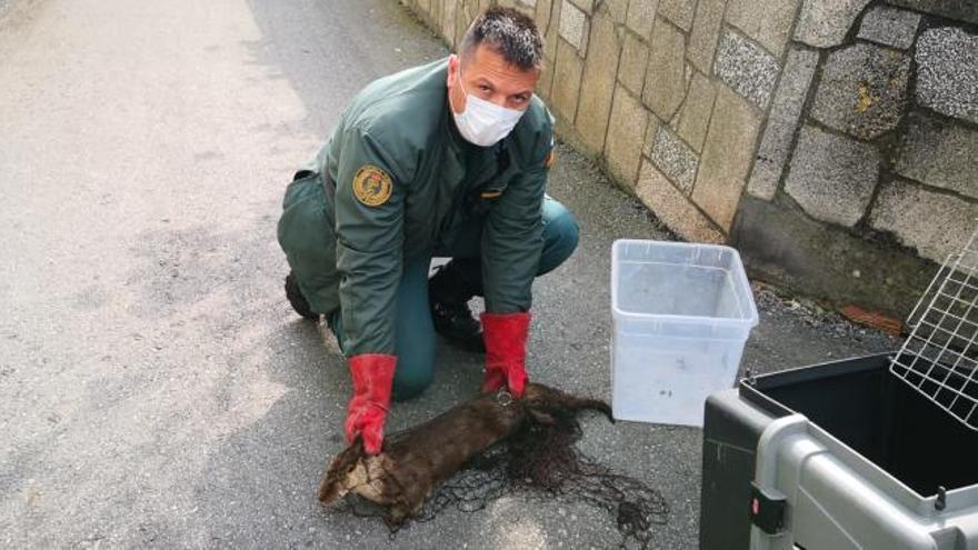 Rescate de una nutria en A Illa de Arousa