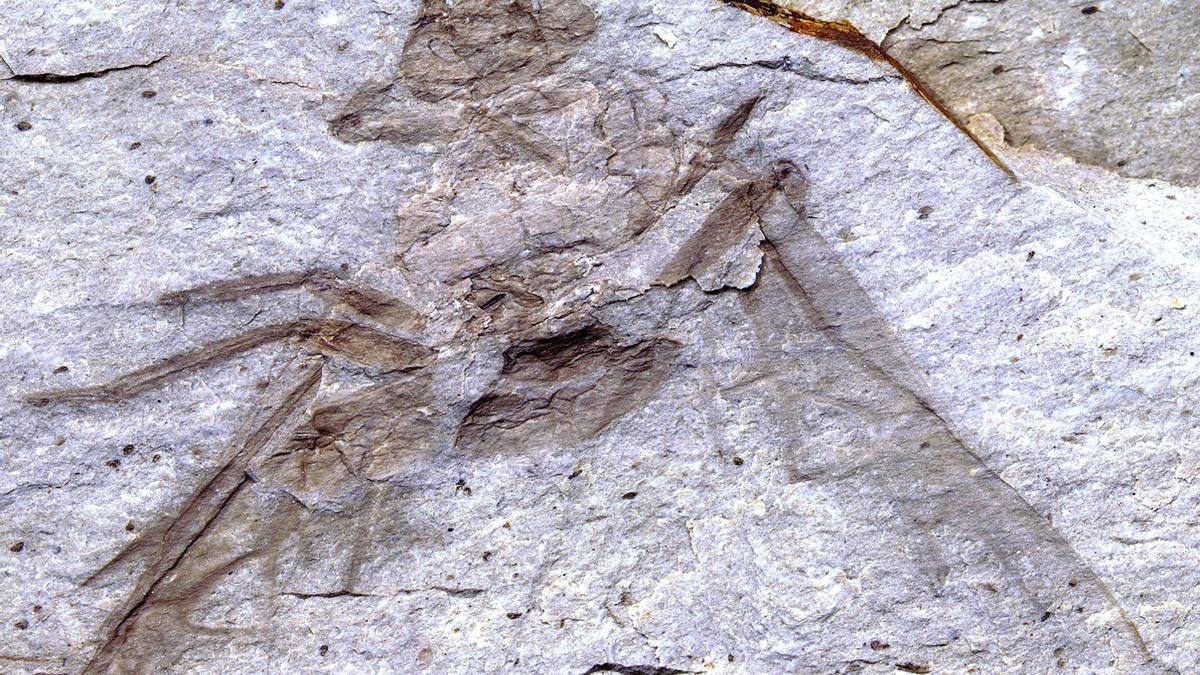 La hormiga reina fósil gigante Titanomyrma, descubierta recientemente en la Formación Allenby cerca de Princeton, Columbia Británica, es la primera de su tipo en Canadá.