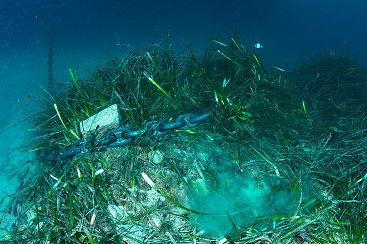 Las anclas de los barcos maltratan la posidonia