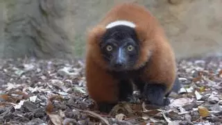 Operan con éxito de cataratas en los dos ojos a un lémur del Bioparc València