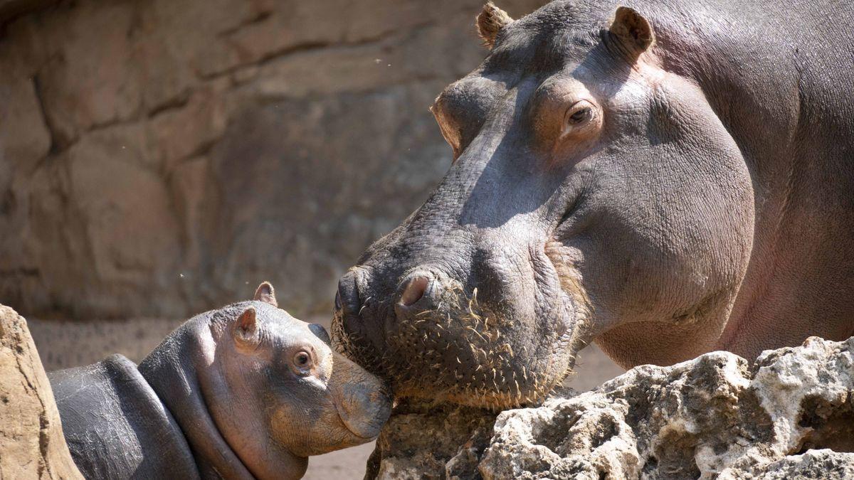 Gori, el pequeño hipopótamo nacido en BIOPARC, junto a su madre.