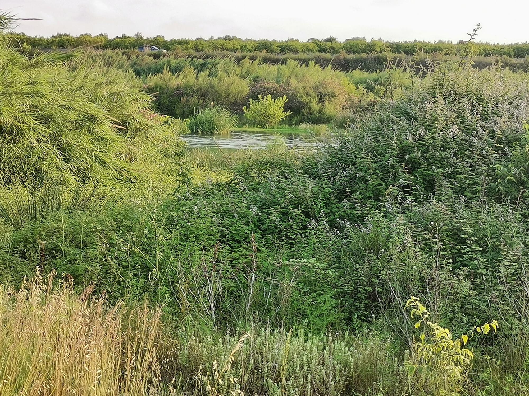 Un río Millars cada vez menos imperceptible en Almassora por la caña común