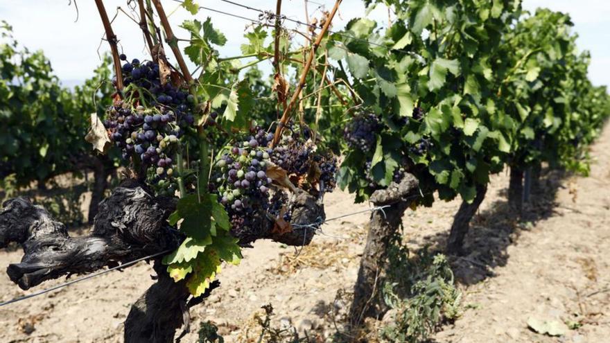 La uva brotando antes de su recolecta, en un campo aragonés.  | JAIME GALINDO
