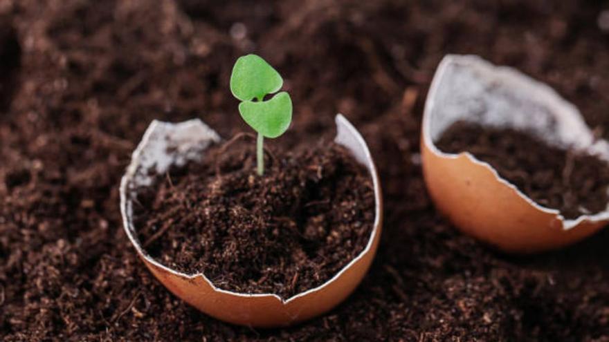 No vuelvas a tirar la cáscara del huevo: el sorprendente uso que le puedes dar en el cuidado de las plantas